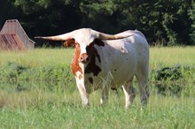Steer calf 2022 WhiskeyBentxRaggleT