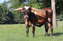 Steer calf 2022 WhiskeyBentxRangersFoxy